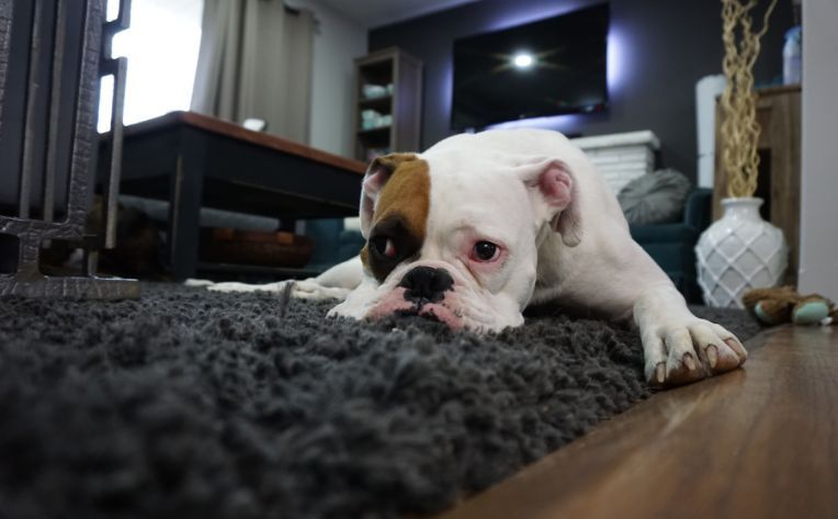 dog lying on carpet in living room